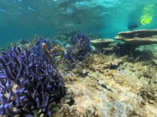 PurpleCoral