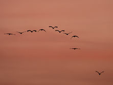 Magpie Geese Sunset - East Alligator River, Jabiru, Australia