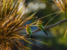 Bee Eater With Lunch - Marrara, Darwin, Australia