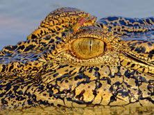 Juvenile Saltwater Crocodile - Corroborre Billabong, near Darwin Australia