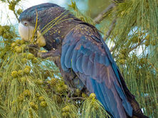 Female Black Cockatoo - Darwin, Australia