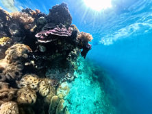 Reef3