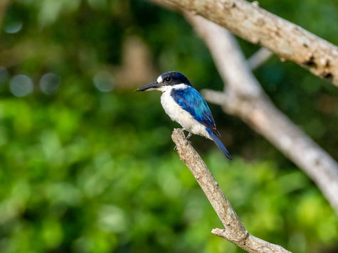 Forrest Kingfisher, East Point, Darwin, Australia