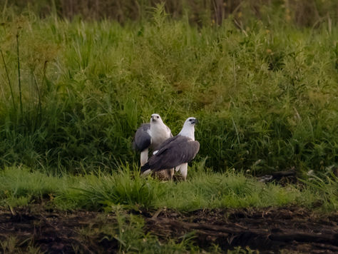 White Bellied Sea Eagle - Fogg Dam, near Darwin, Australia