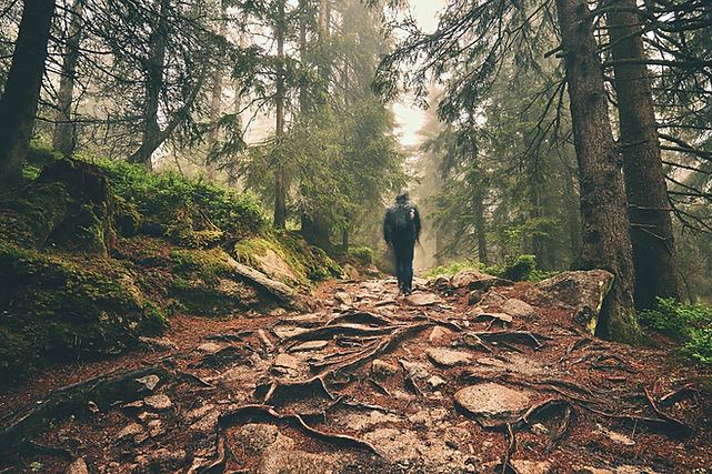 artsy.forest.jpg