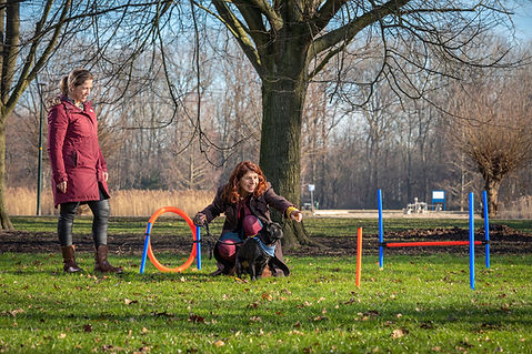 Dog assisted coaching kwispelsessies
