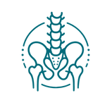 anatomia_biomechanika_turkus.png