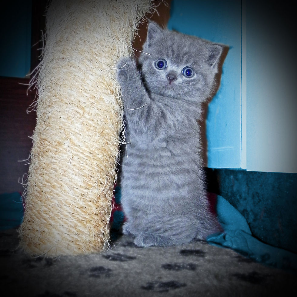 Blue boy