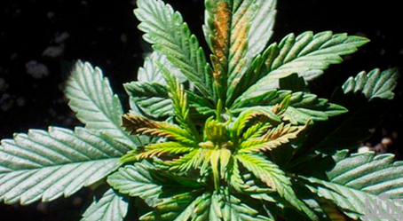 Protect Your Plants; Preventing Nutrient Deficiencies in Cannabis
