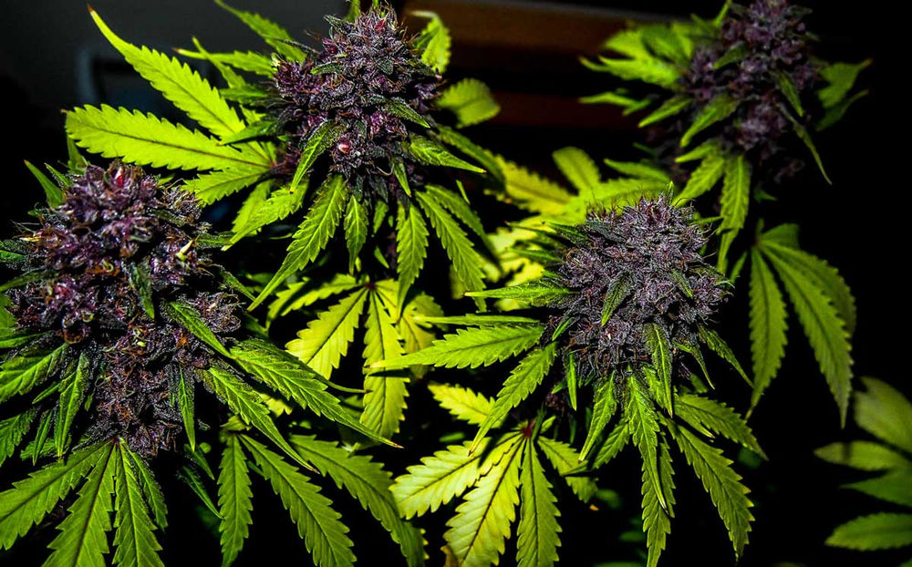 Cannabis Color During Cultivation; Why Some are Purple