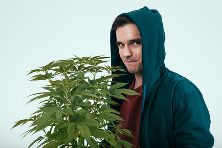 Lots of Pot! Study claims Missouri to license more growers than it needs