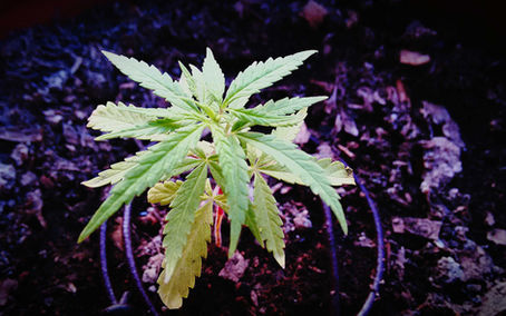 Growing Cannabis on a Shoe-String Budget