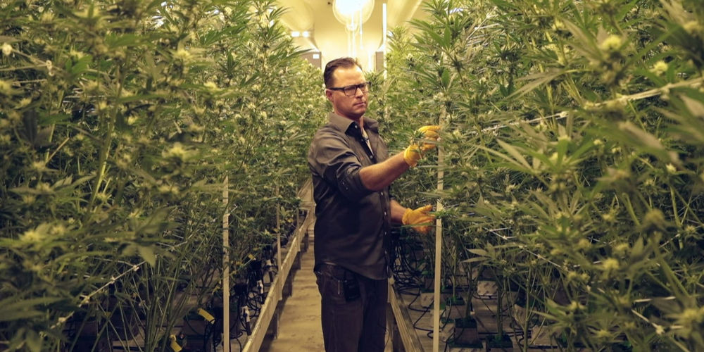 3 Unique Jobs in the Cannabis Industry Today
