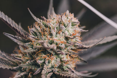 Cannabis Domesticated: How New Varieties of Cannabis are Created