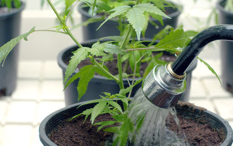 Tips for Watering Your Cannabis Plants