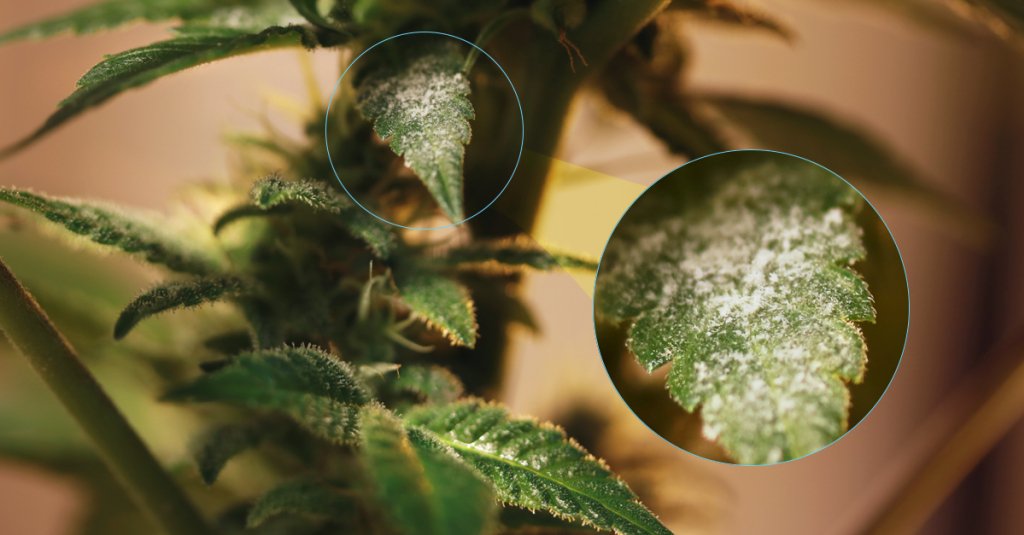 Cannabis and Mold Missouri Marijuana Card