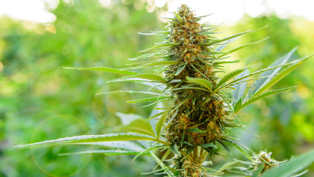 Experimenting with Cannabis
