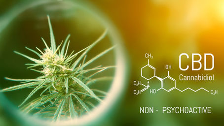 A Healthy Egg; This is Your Brain on CBD