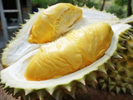 Opened Musang King durian showing thick golden-yellow flesh