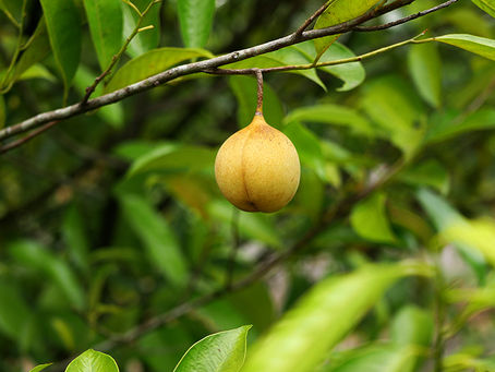 Ripe Penang nutmeg fruit growing on a tree in Malaysia, showcasing one of Penang's most treasured tropical fruits and culinary ingredients.
