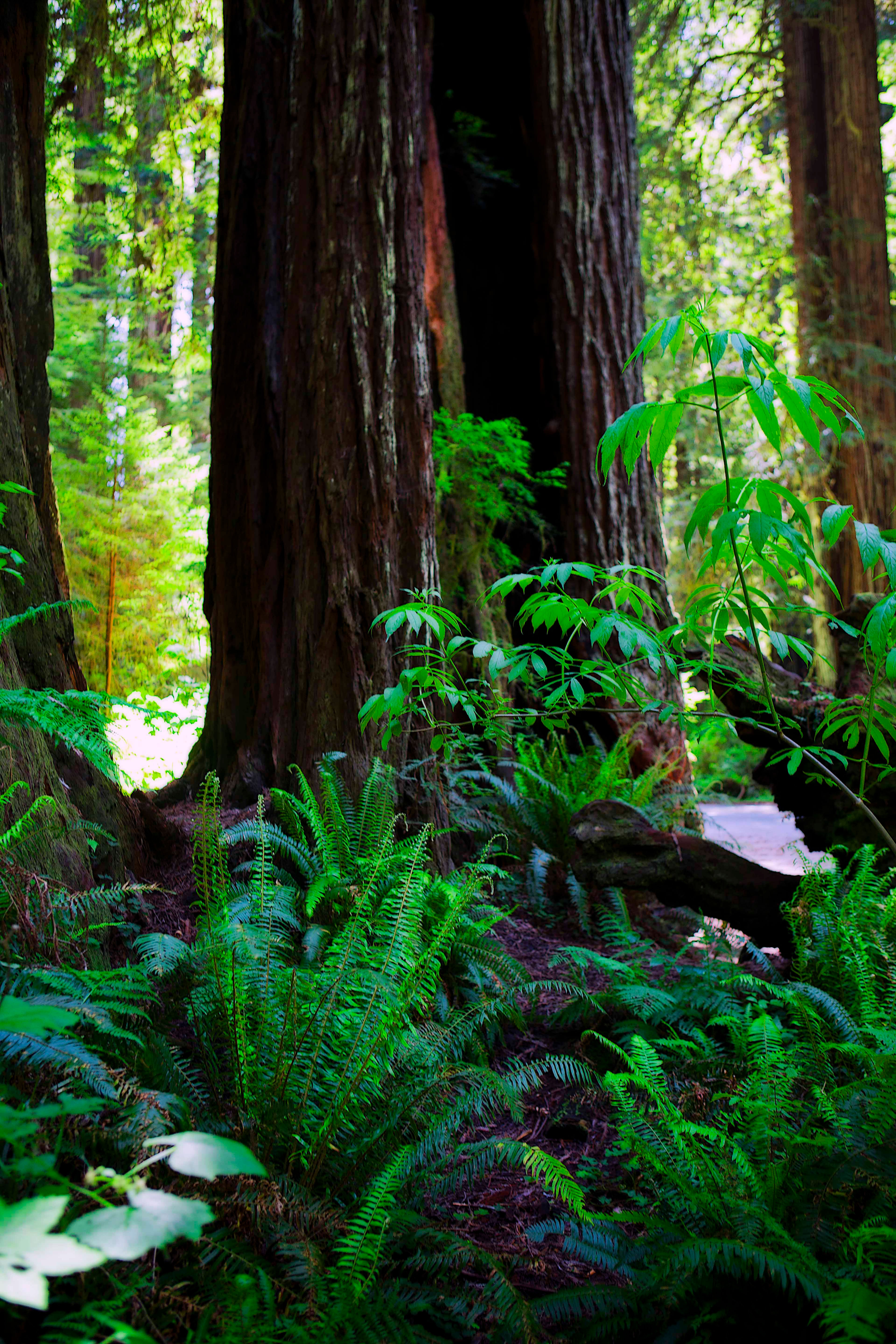 Forest Floor - Redwood Coast NP, California