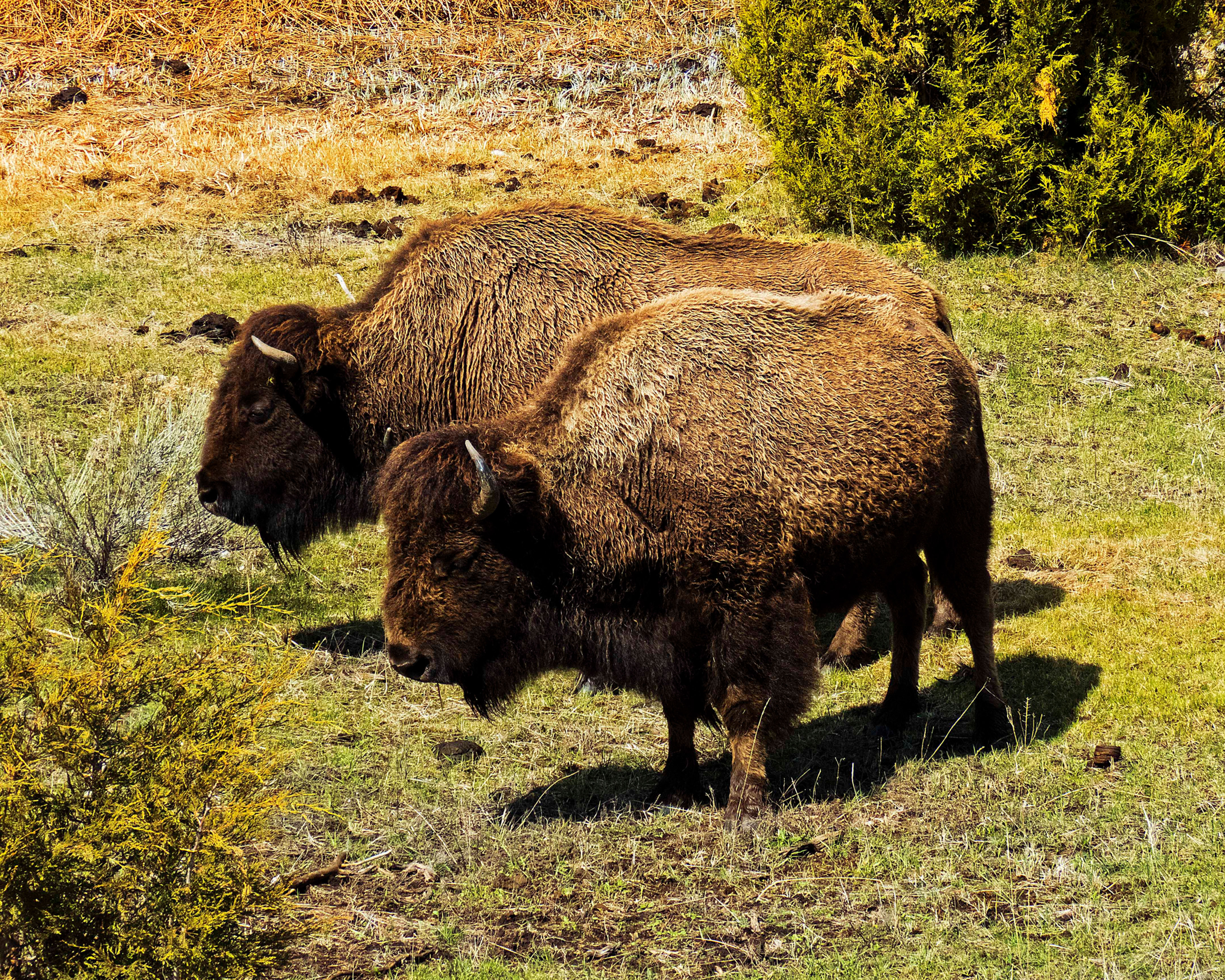 Bison - Yellowstone NP