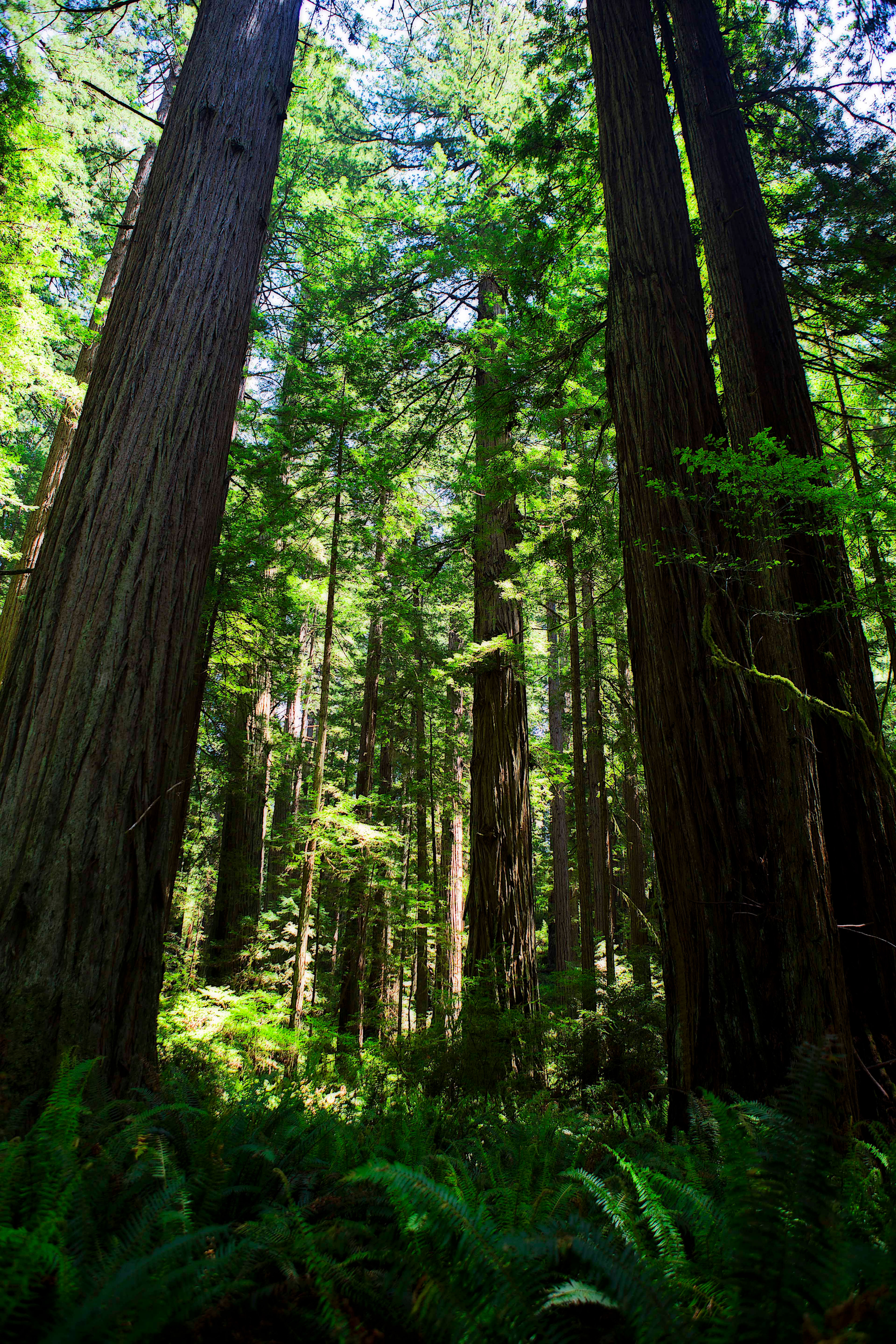 Trees of Mystery - Redwood Coast NP, California