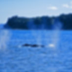Whales on the Move