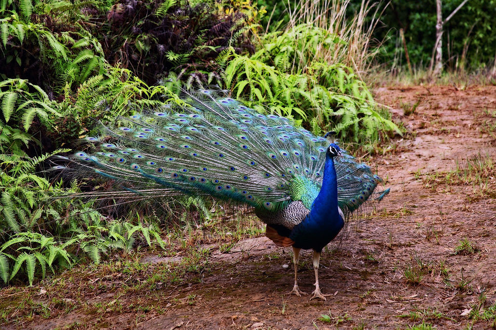Peacock Display in Maui, Hawaii
