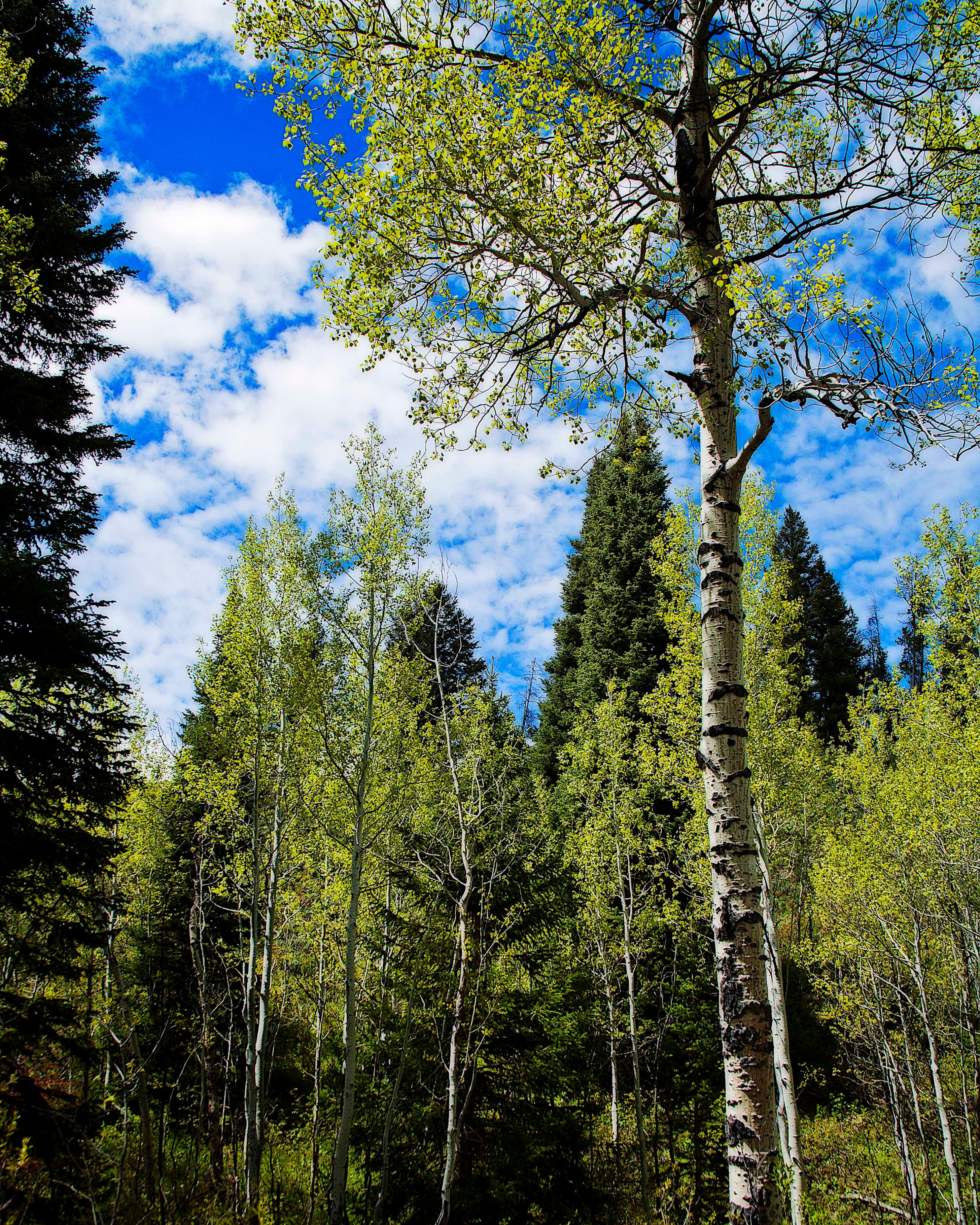 Aspen Trees - Grand Teton NP