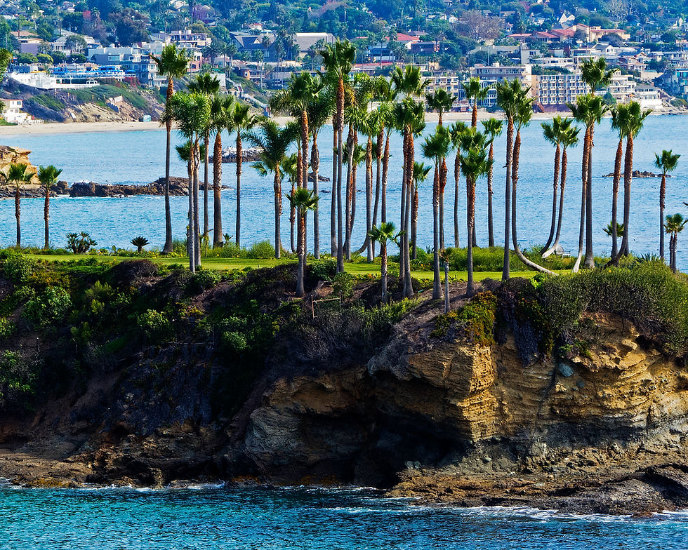 Palm Trees Line the Bay in Newport Beach, California