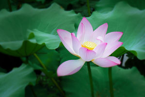 pink lotus flower.