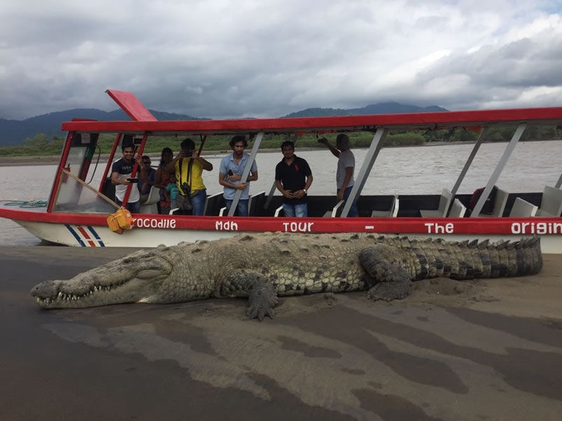CR crocodile tour