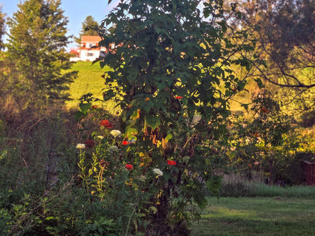 Embracing Mindful Medicine: A Peak into Plant Relationships