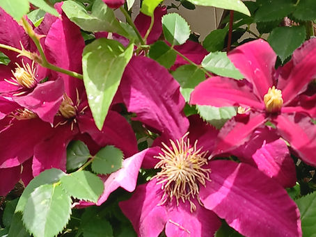 My Garden