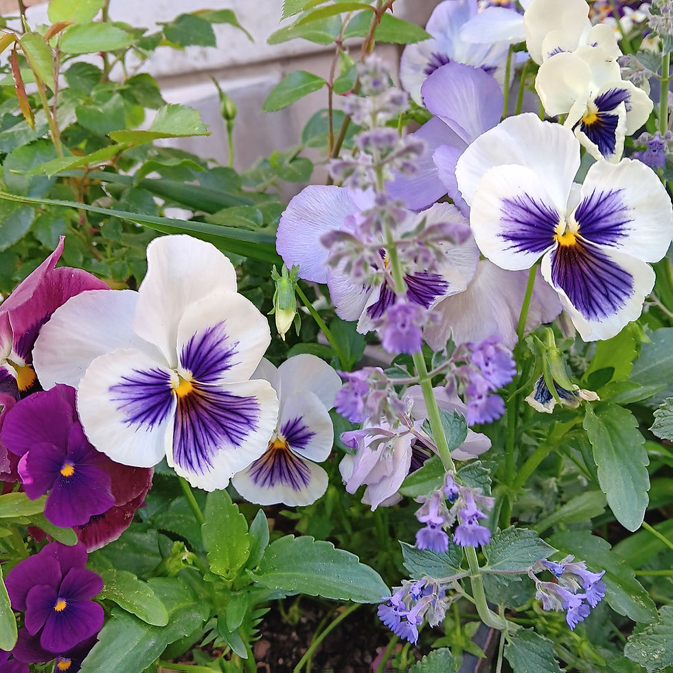 Pansies and Catmint