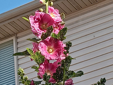 Hollyhocks are Blooming