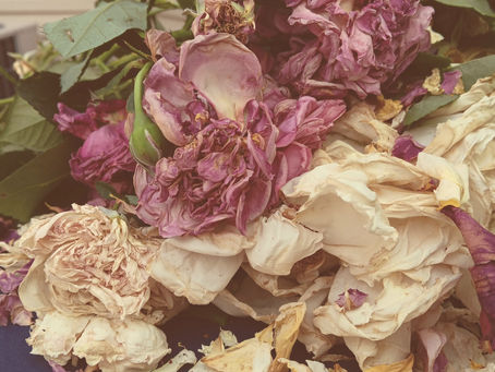 June Roses