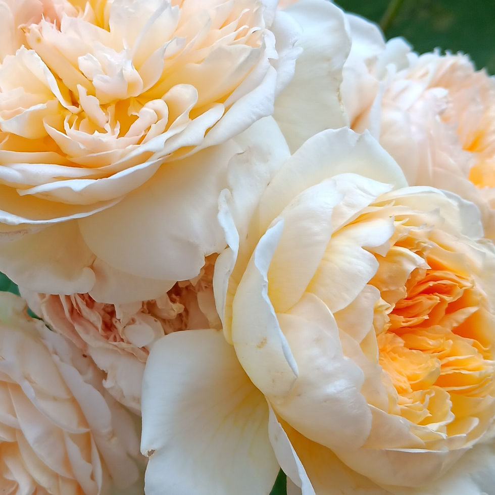 David Austen's Bathsheba rose