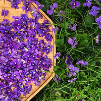 violets.jpeg