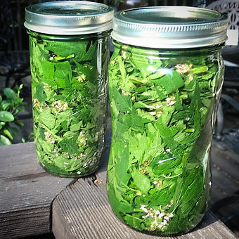 motherwort bottle.jpeg