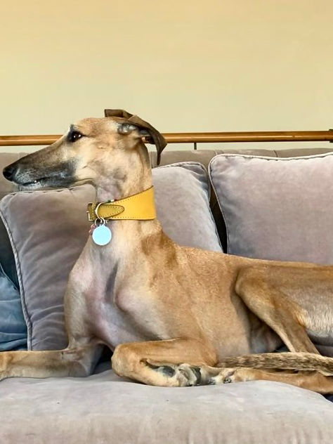 Agatha, levriero Galgo spagnolo rescue, riposa elegantemente su un divano in un ambiente domestico accogliente.