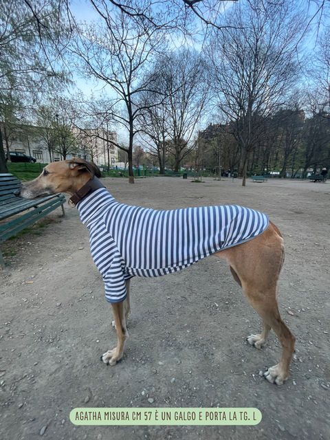 Agatha, galgo con t-shirt cane cotone a righe, tg L