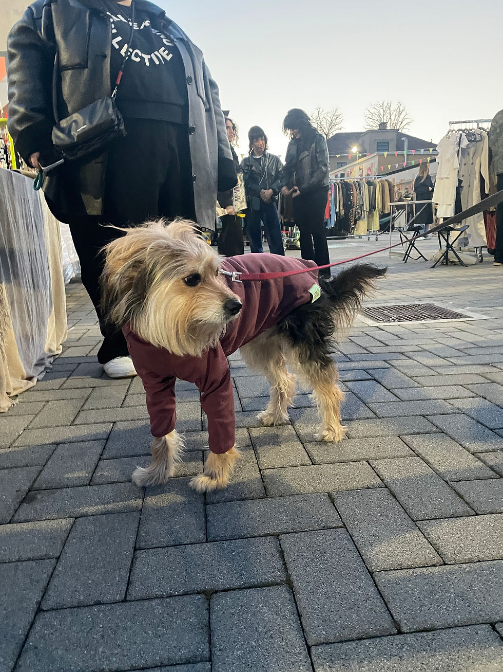 Cane con t-shirt burgundi, abbigliamento per cani