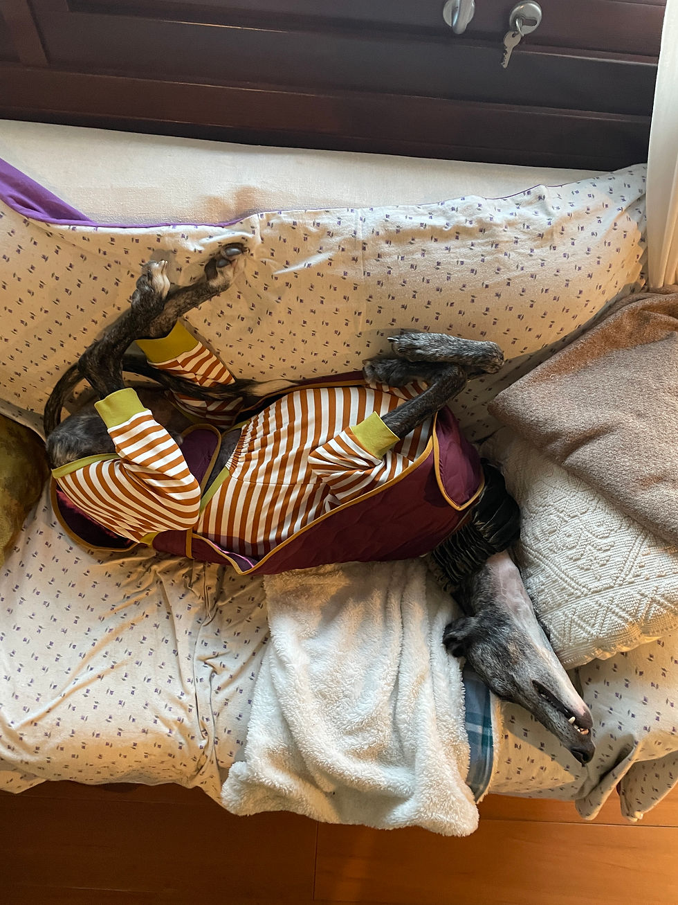 Cane sdraiato con abbigliamento a righe sul divano