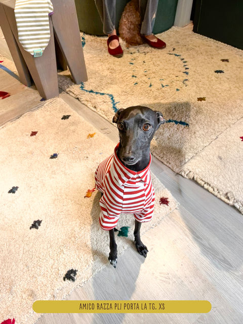 Cane con t-shirt a righe Agatha Rigata in cotone.