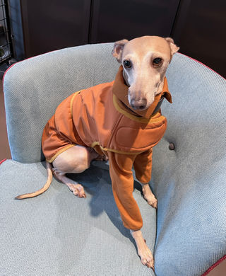 Raincoat Zigzagoo nuovo drop impermeabile per cani, abbigliamento dogwear design urbano made in Italy, mantella tecnica e stilosa per protezione dalla pioggia.