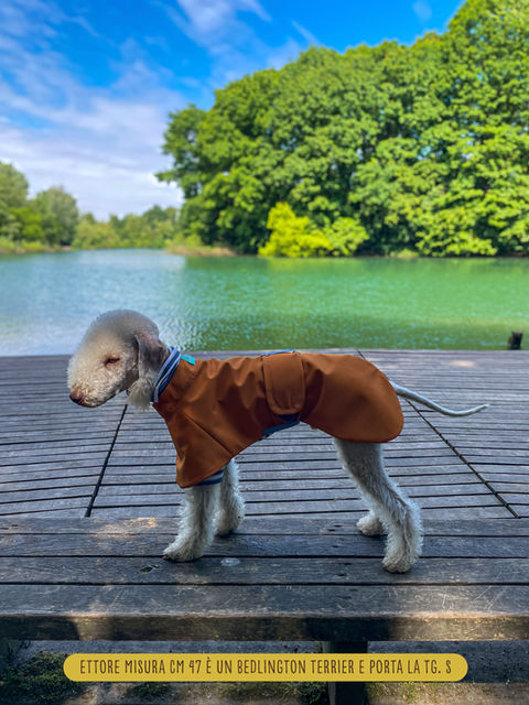 Bedlington Terrier con impermeabile cane reversibile sul pontile.