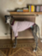 Galgo spagnolo indossa Ettore Polo Zigzagoo – vista laterale