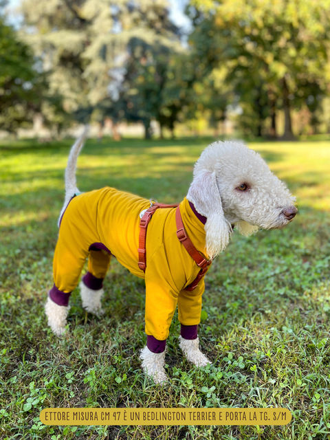 Bedlington Terrier con tutina a 4 zampe gialla, taglia S/M